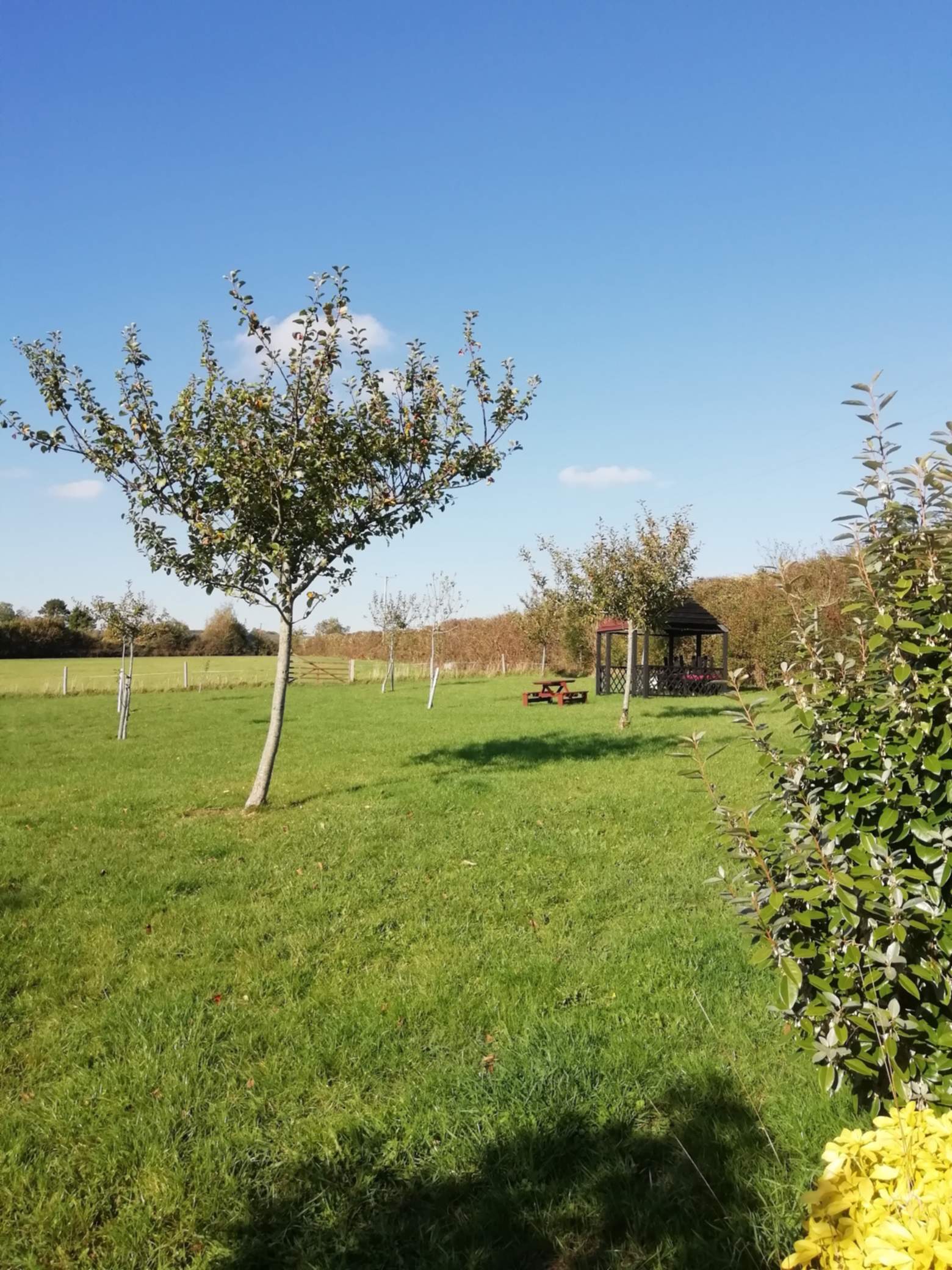 Orchard