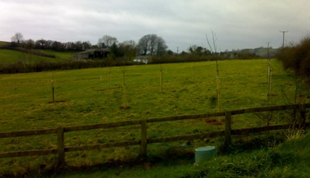 The Cider Orchard - April 2008