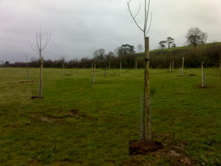 The Cider Orchard - April 2008